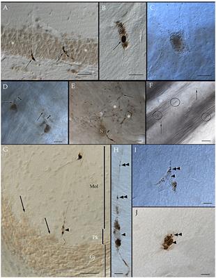 Is There Evidence for Myelin Modeling by Astrocytes in the Normal Adult Brain?